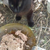 photo de livraison pour Les Chats-Pitresdelavi-Ste