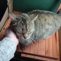 photo de livraison pour L'Arche de Marie - Mes Amours de Chats