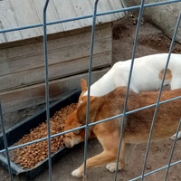 photo de livraison pour Daniela Elena Sandoiu