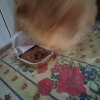 photo de livraison pour Chats Grains d'Amour