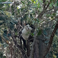 photo de livraison pour Chats cerbériens