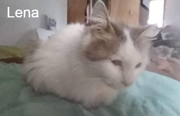 Lena Paroles De Chats Animal Webaction Lena Paroles De Chats Animal Webaction