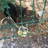 photo de livraison pour Les Chats-Pitresdelavi-Ste
