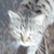photo animal