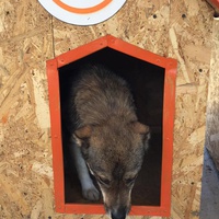 photo de livraison pour RespekTIERE Leben e.V.