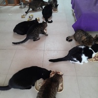 photo de livraison pour Les Amis de Michouette