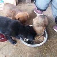 photo de livraison pour Prieten Credincios