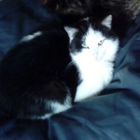 photo de livraison pour Refuge du Poil à la Plume