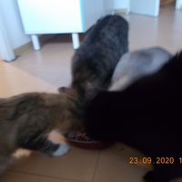 photo de livraison pour Chats Libres des Hauts Cantons de l'Hérault