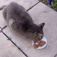 photo de livraison pour MIM Ô CHATS