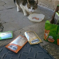 photo de livraison pour Les chats Port-Saint-Louisiens