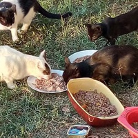 photo de livraison pour Leschatsmartinois