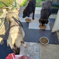 photo de livraison pour Happy Shelter Skopje