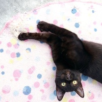 photo de livraison pour Association Des  Chats  De Hyeres