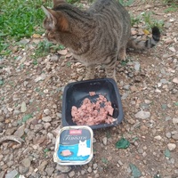 photo de livraison pour Les Chats-Pitresdelavi-Ste