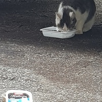 photo de livraison pour La Vraie Magie des Chats