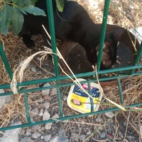 photo de livraison pour Les Chats-Pitresdelavi-Ste