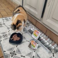 photo de livraison pour Les chats de l'Indifférence