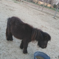 photo de livraison pour La Ferme des Zanimobiles