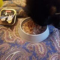photo de livraison pour Chats Maux