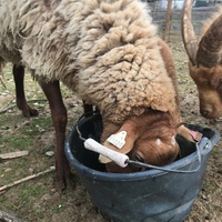 photo de livraison pour La Ferme des Zanimobiles