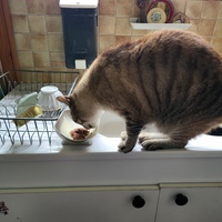 photo de livraison pour Chat de Gout'hier sans Toit
