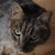 photo animal