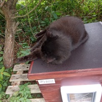 photo de livraison pour Chats Oubliés
