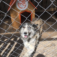 photo de livraison pour Save & Hope for Dogs