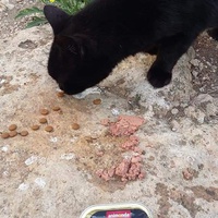 photo de livraison pour Les Chats-Pitresdelavi-Ste