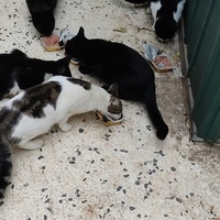photo de livraison pour Les Chats Libres d'Estagel