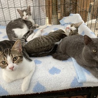 photo de livraison pour Association Des  Chats  De Hyeres