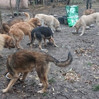 photo de livraison pour Svetlana Bjelogrlic