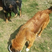 photo de livraison pour Silver Dog Srebrenica