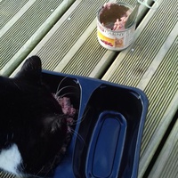 photo de livraison pour Hungry Cats14