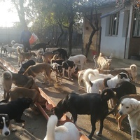 photo de livraison pour Europe4strays