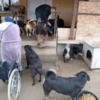 photo de livraison pour Društvo za zaštitu životinja "Bela"