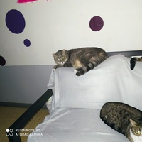 photo de livraison pour Protect Cat
