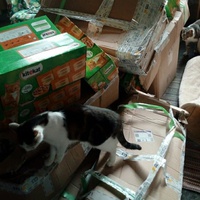 photo de livraison pour L'Arche de Marie - Mes Amours de Chats