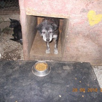 photo de livraison pour Pro Animals Finland ry