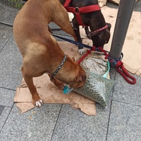 photo de livraison pour Croquette et Macadam