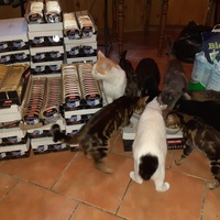 photo de livraison pour Cruzy Cat 34