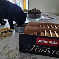 photo de livraison pour Les chats de l'Indifférence