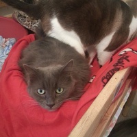 photo de livraison pour Ecole du Chat d’Arbois