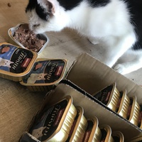 photo de livraison pour Les chats de l'Indifférence