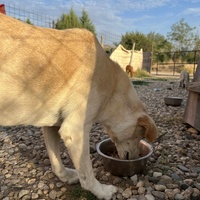 photo de livraison pour Animals voice Macedonia