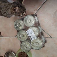 photo de livraison pour Chats libres niçois
