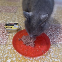 photo de livraison pour Chats-sos