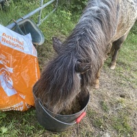photo de livraison pour Espoir au Galop