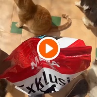 photo de livraison pour Le Coeur sur la Patte